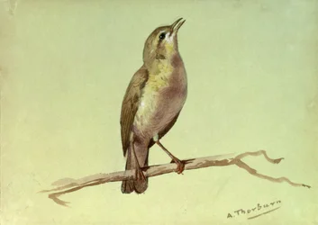 A Lark (wc förstärkt med vitt)